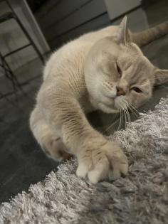 Deckkater