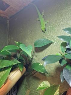 Madagaskar Taggecko