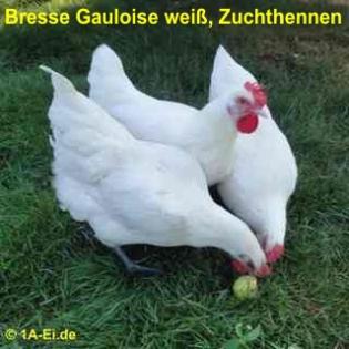 BRUTEIER von BRESSE GAULOISE weiß