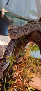 2 Kornnattern mit großem Terrarium
