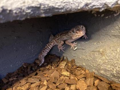 Leopardgeckos mit Terrarium
