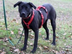 ZORBA - Mischling, weiblich, 10 Monate, 49 cm, 15 kg, Gechipt, Kastriert