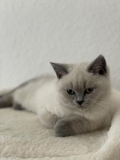BKH British Kurzhaar reinrassig Blue Point Lilac Point