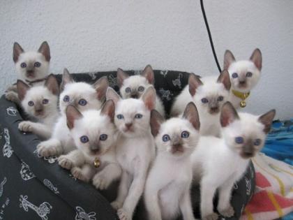 Reinrassige Siam Thai Katzen