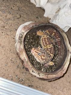 Leopardgecko Giant Albino männlich ausgewachsen
