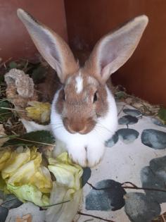 Mecklenburger Schecken Kaninchen Bock Rammler Männchen