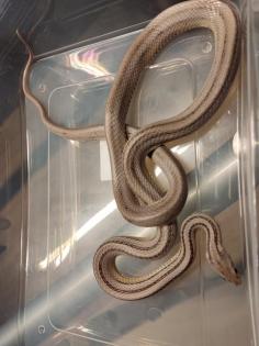 7 Kornnattern Weibchen Pied Sided Bloodred High White, Candycane, Anery Sunkisse