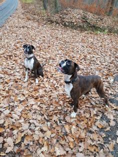 Unsere Boxer Welpen sind da