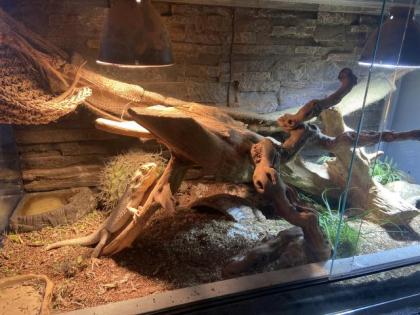 Terrarium 3 Bartagamen