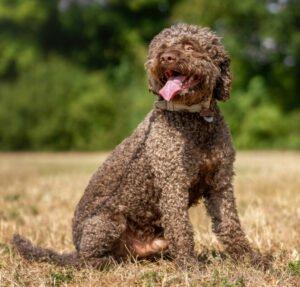 LA-CODY - männlich 5 Jahre 51 cm 18 kg Lagotto Romagnolo Gechipt Nicht kastriert