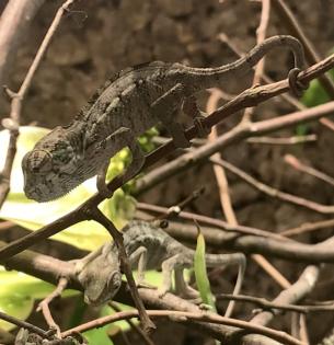 Chamäleon/ Pantherchamäleon/ Furcifer pardalis/ Nosy Faly