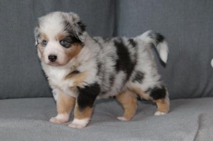 Australian Shepherd Welpen