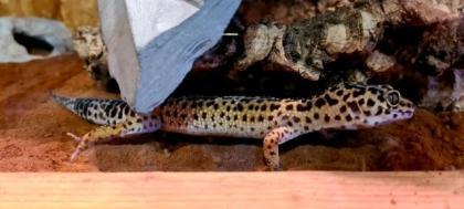 72461 Albstadt Leopardgeckos