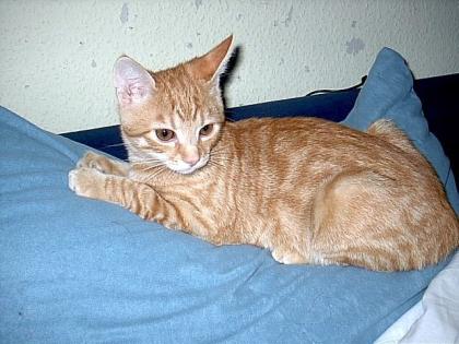 Süßer Roter Kater