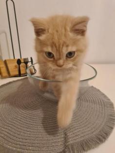 Bkh Kitten noch 2 zu haben