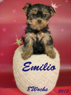 Yorkshire Terrier Welpen zu verkaufen
