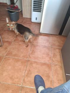 Zwergpinscher junghündin