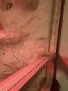 Bartagame mit Terrarium und Zubehör