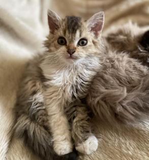 Selkirk Rex Kitten