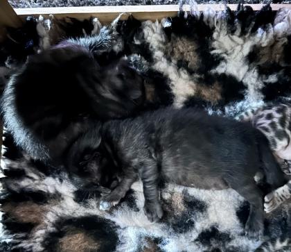 Bengalen aus liebevoller Zucht mit TICA-Stammbaum melanistic und brown spotted