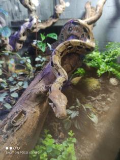 Boa Constrictor Imperator Mexico