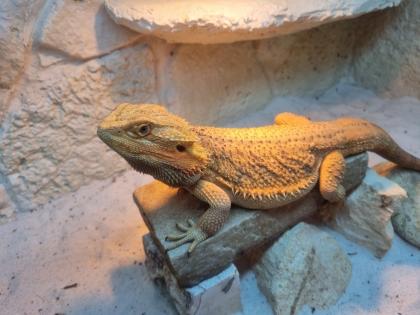 2 männliche Bartagame Pogona vitticeps suchen ein neues Zuhause, Einzelabgabe möglich