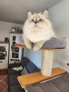 BKH BLH Katze weiblich Stammbaum geimpft gechipt EU Pass