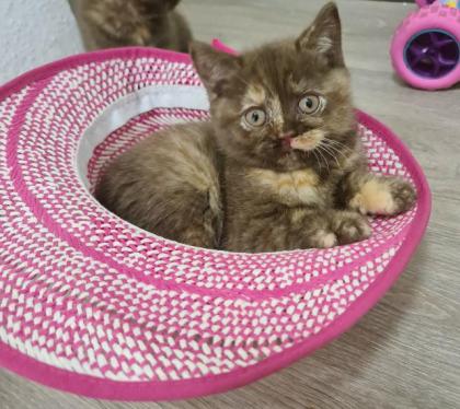 Bkh Kitten Abgabebereit