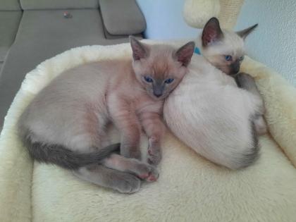 Tonkanesekitten Burma, Siam