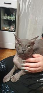 Don. sphynx