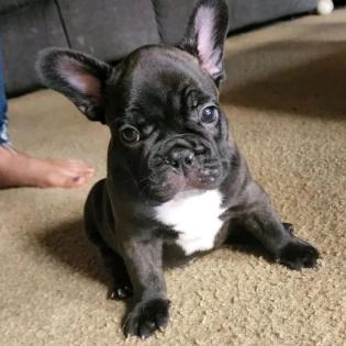 Französische Bulldoggenwelpen abzugeben.