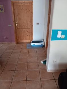 EKH Jungkatzen Ich suche ein liebevolles Zuhause für meine zwei super süßen, verschmusten Katzen