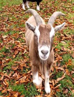 Kastrierter Thüringer Waldziegen Bock