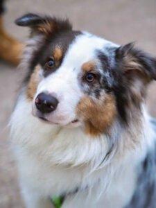ALFRED - männlich 2 Jahre 58 cm 25 kg Australian Shepherd Gechipt Nicht kastriert