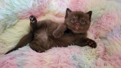 Bkh Kitten in seltener Farben. Stammbaum