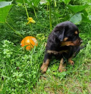 Rottweiler Herzen suchen passende Umfelder