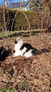 Katzenkinder und Mutter