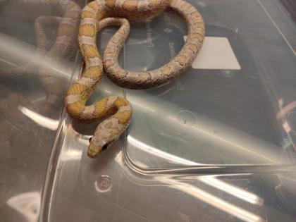 7 Kornnattern Weibchen Pied Sided Bloodred High White, Candycane, Anery Sunkisse