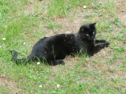 Schwarzer Kater in Bad Cannstatt vermisst
