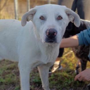 Aramis / Status sucht ein Zuhause