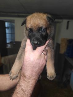 Malinois Welpen zu verkaufen