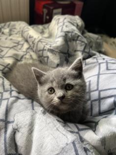 Britisch kurzhaar kitten Katze
