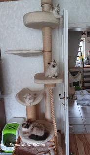 Heilige Birma Kitten mit Stammbaum suchen ein Zuhause