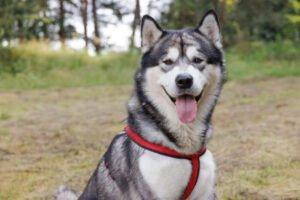 MuBalu - männlich 2 Jahre 65 cm 40 kg Alaskan Malamute Gechipt Kastriert