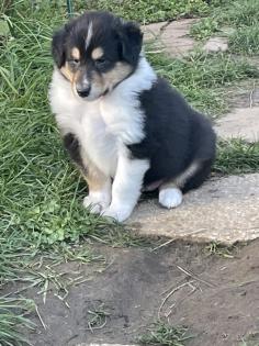 Reinrassige Collie Langhaar Welpen -Amerikanische Linie