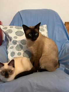 Siam Thai Kater