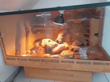 Leopardgecko mit Terrarium
