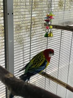 Rosellasittich zu verschenken