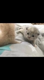 Scottish fold Kitten britisch Kurzhaar Bkh