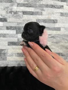 Wunderschöne Reinrassige Chihuahua Welpen Weibchen